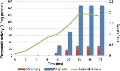 Stress-Based Production, and Characterization of Glutathione Peroxidase and Glutathione S-Transferase Enzymes From Lactobacillus plantarum